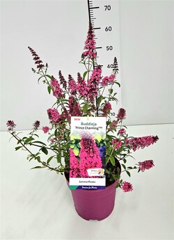Budlėja Davido (Lot Buddleja d.) 'Prince Charming' C5/P23 - nuotrauka 2