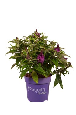 Budlėja Davido (Lot Buddleja d.) 'Purple Dawn' C4/P21