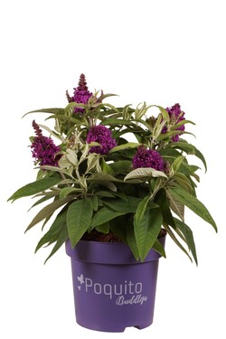 Budlėja Davido (Lot Buddleja d.) 'Purple Dawn' C3/P19 30-40 CM
