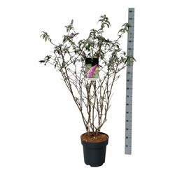 Budlėja Davido (Lot Buddleja d.) 'Pink Delight' C15 80-100 CM - nuotrauka 1
