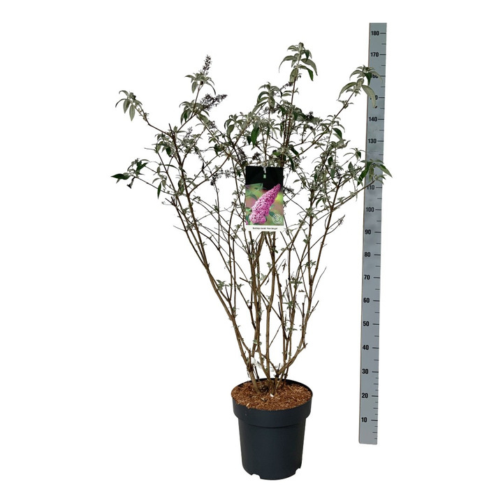 Budlėja Davido (Lot Buddleja d.) 'Pink Delight' C15 80-100 CM