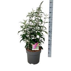 Budlėja Davido (Lot Buddleja d.) 'Pink Delight' C15 80-100 CM - nuotrauka 2