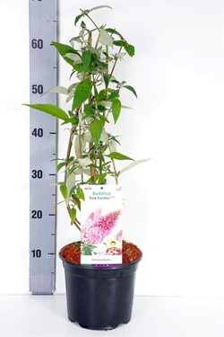 Budlėja Davido (Lot Buddleja d.) 'Pink Panther' C3/P19