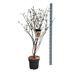 Budlėja Davido (Lot Buddleja d.) 'Royal Red' C15 100-125 CM - nuotrauka 1