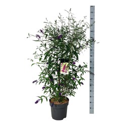 Budlėja Davido (Lot Buddleja d.) 'Royal Red' C15 100-125 CM - nuotrauka 2