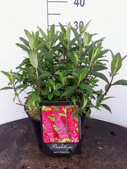 Budlėja Davido (Lot Buddleja d.) 'Royal Red' C10 100-125 CM