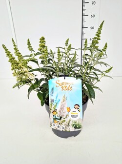Budlėja Davido (Lot Buddleja d.) 'Summer Kids® Marie' C5/P23