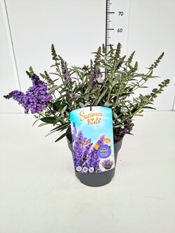 Budlėja Davido (Lot Buddleja d.) 'Summer Kids® Micki' C5/P23