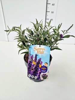 Budlėja Davido (Lot Buddleja d.) 'Summer Kids® Pablo Purple' C5/P23