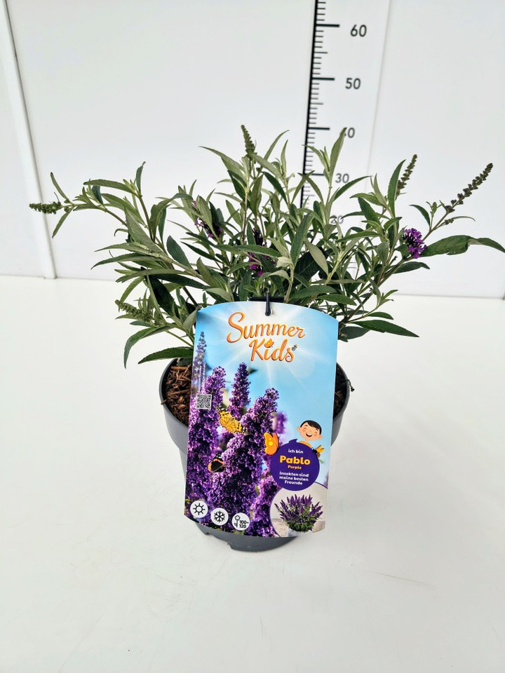 Budlėja Davido (Lot Buddleja d.) 'Summer Kids® Pablo Purple' C5/P23
