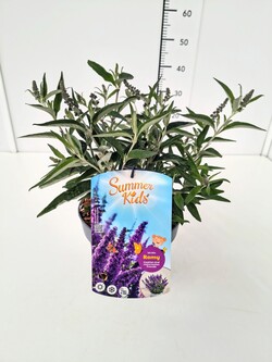 Budlėja Davido (Lot Buddleja d.) 'Summer Kids® Romy' C5/P23