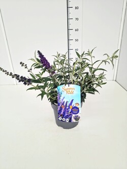 Budlėja Davido (Lot Buddleja d.) 'Summer Kids® Timmi' C5/P23
