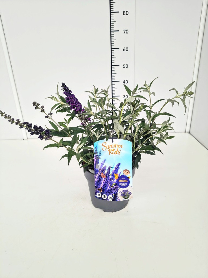 Budlėja Davido (Lot Buddleja d.) 'Summer Kids® Timmi' C5/P23
