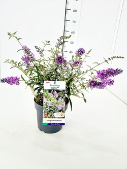 Budlėja Davido (Lot Buddleja d.) 'Sophie ®' C3/P19