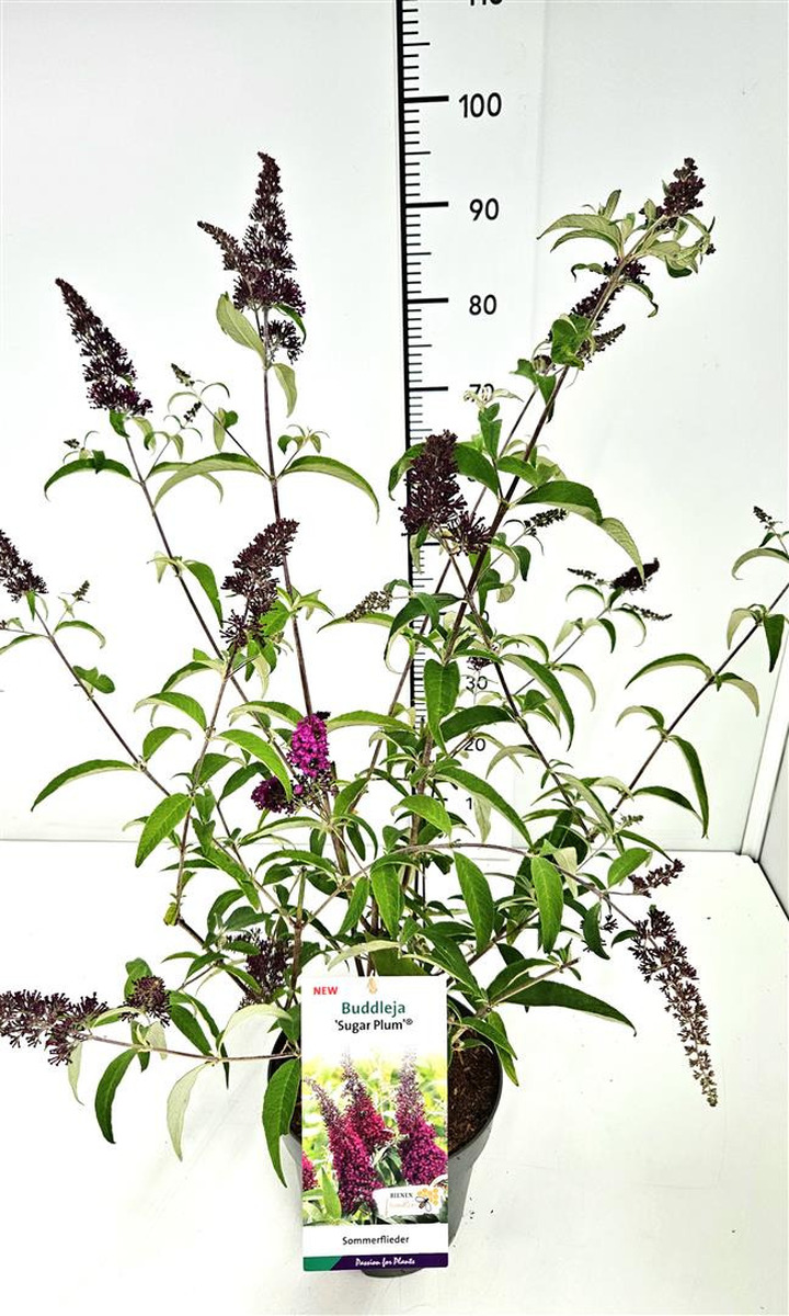 Budlėja Davido (Lot Buddleja d.) 'Sugar Plum' C5/P23