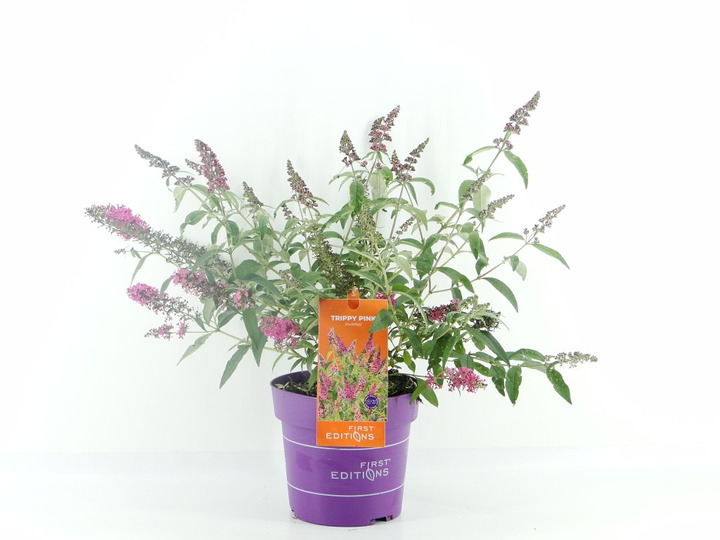 Budlėja Davido (Lot Buddleja d.) 'Trippy Pink' C3/P19