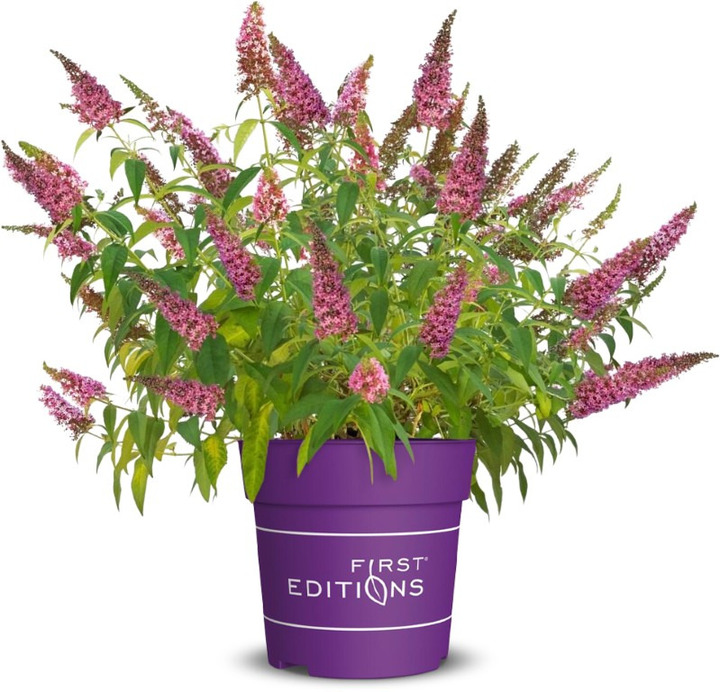 Budlėja Davido (Lot Buddleja d.) 'Trippy Pink' C3/P19