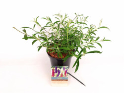 Budlėja Davido (Lot Buddleja d.) 'Tricolor' C3/P19 30-40 CM