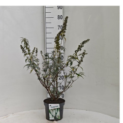 Budlėja Davido (Lot Buddleja d.) 'White Profusion' C3/P19 40-50 CM