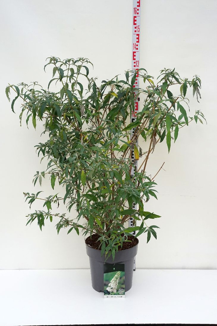 Budlėja Davido (Lot Buddleja d.) 'White Profusion' C15 100-125 CM