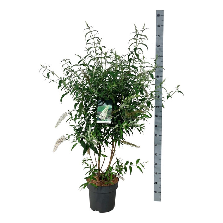 Budlėja Davido (Lot Buddleja d.) 'White Profusion' C15 100-125 CM