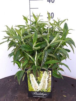 Budlėja Davido (Lot Buddleja d.) 'White Profusion' C10 100-125 CM