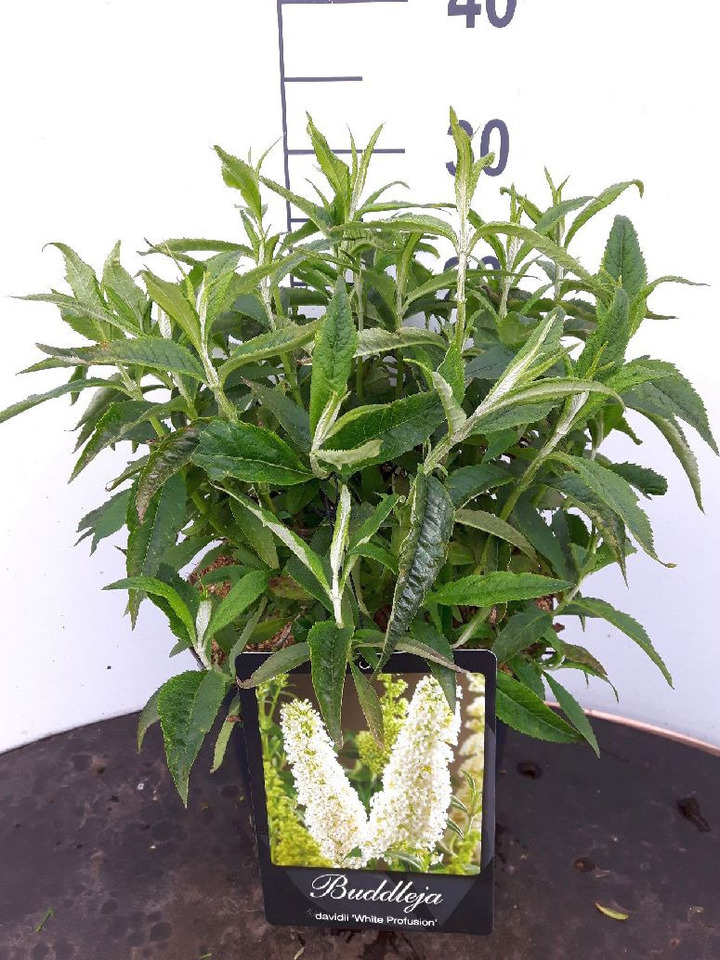Budlėja Davido (Lot Buddleja d.) 'White Profusion' C10 100-125 CM