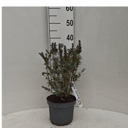 Budlėja Davido (Lot Buddleja dav.) 'Summer Bird White' C3/P19 30-40 CM