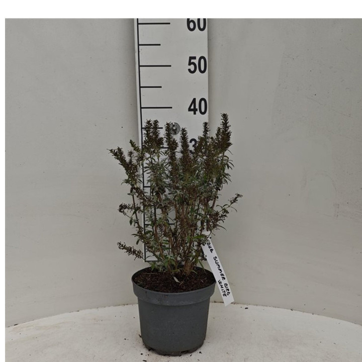 Budlėja Davido (Lot Buddleja dav.) 'Summer Bird White' C3/P19 30-40 CM