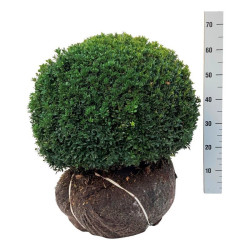 Buksmedis paprastasis (Lot Buxus sempervirens) 50-55 CM BALL RB
