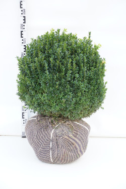 Buksmedis paprastasis (Lot Buxus sempervirens) 40-45 CM BALL RB