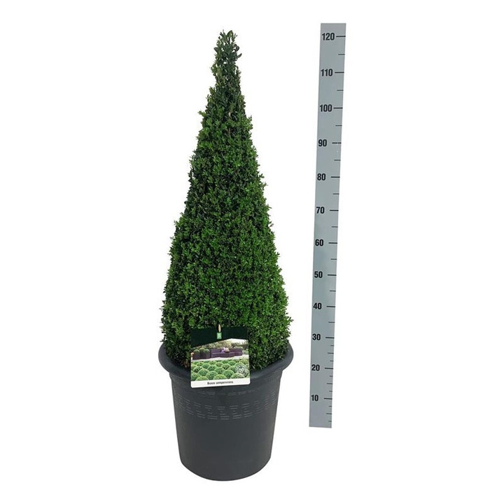 Buksmedis paprastasis (Lot Buxus sempervirens) 80-100 CM CONE C15
