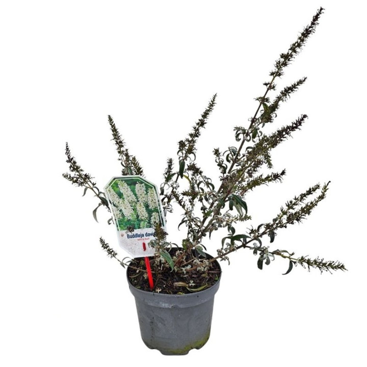 Budlėja Davido (Lot Buddleja d.) 'White Ball' C3/P19 30-40 CM