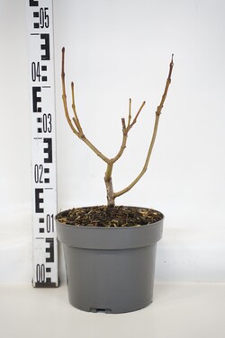Katalpa paprastoji (Lot Catalpa bign.) 'Aurea' C4/P21 60-80 CM