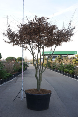 Skroblas paprastasis (Lot Carpinus betulus) C500 DAUGEKAMIENIS