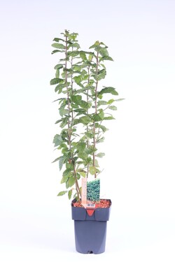 Skroblas paprastasis (Lot Carpinus betulus) C2/P17 40-50 CM