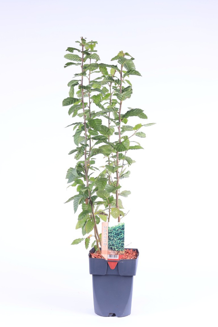 Skroblas paprastasis (Lot Carpinus betulus) C2/P17 40-50 CM