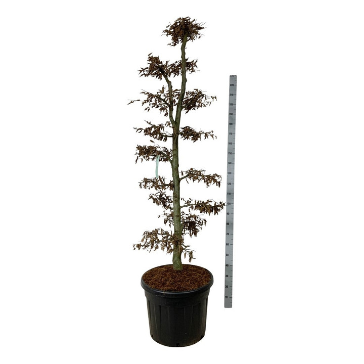 Skroblas paprastasis (Lot Carpinus betulus) BONSAI 175-200 C90