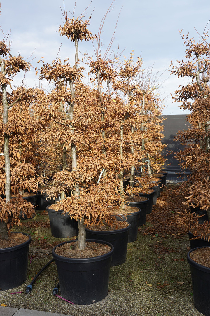 Skroblas paprastasis (Lot Carpinus betulus) BONSAI 175-200 C90