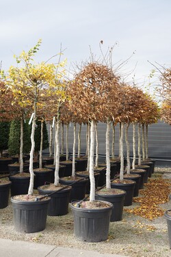 Skroblas paprastasis (Lot Carpinus betulus) C90 STIEBAS 120 CM