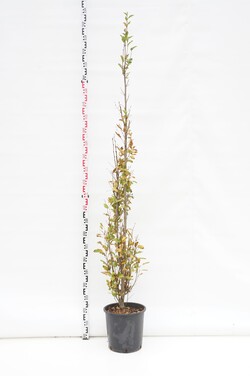 Skroblas paprastasis (Lot Carpinus bet.) 'Fastigiata' C18 175-200 CM