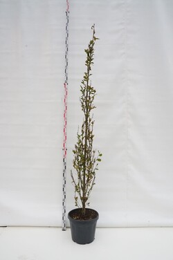 Skroblas paprastasis (Lot Carpinus bet.) 'Fastigiata' C30 250-275 CM