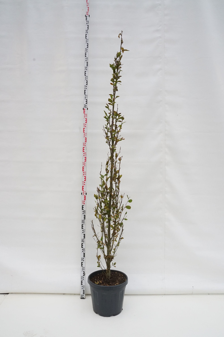 Skroblas paprastasis (Lot Carpinus bet.) 'Fastigiata' C30 250-275 CM