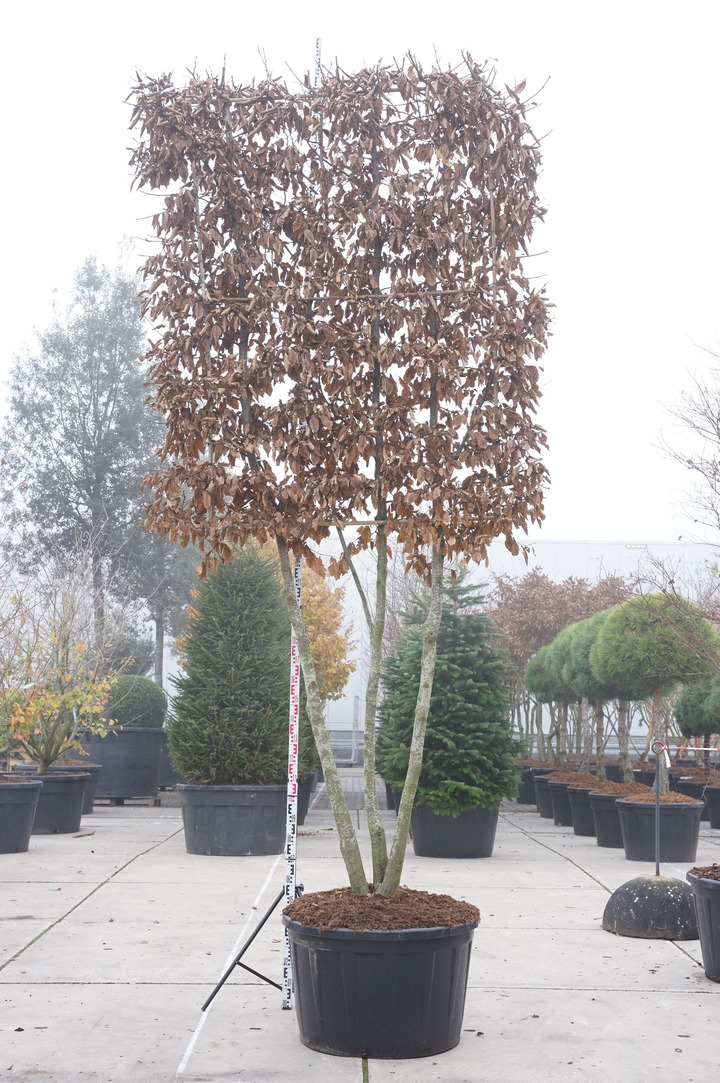 Skroblas paprastasis (Lot Carpinus betulus) C290 180 CM DAUGEKAMIENIS