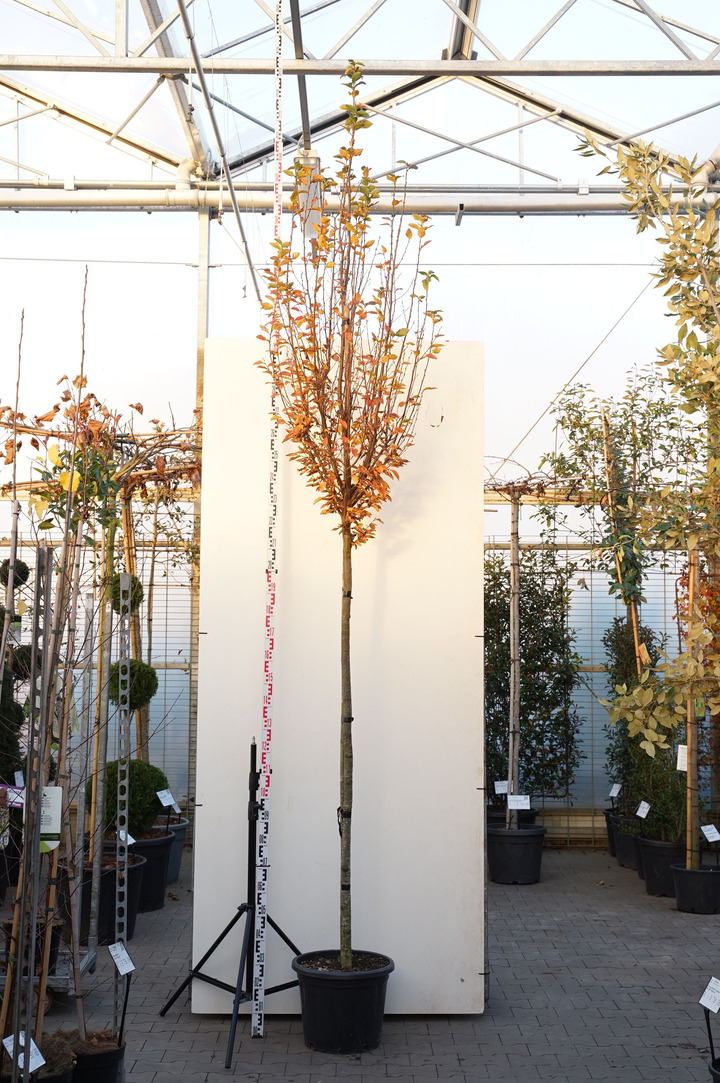 Skroblas paprastasis (Lot Carpinus bet.) 'Orange Retz' C35 STIEBAS 180 CM KAMIENO APIMTIS 10-12 CM