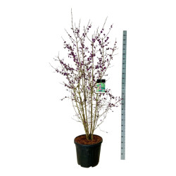Vaisuolė azijinė (Lot Callicarpa bod.) 'Profusion' C55 150-175CM EXTRA