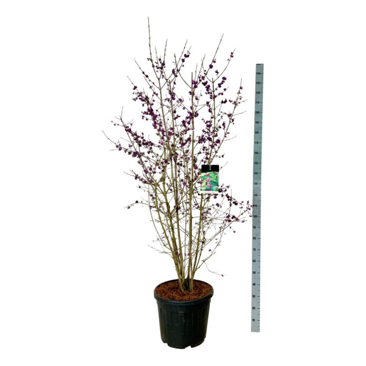 Vaisuolė azijinė (Lot Callicarpa bod.) 'Profusion' C55 150-175CM EXTRA