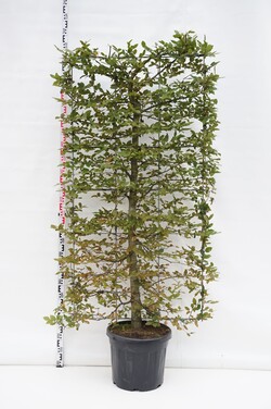 Skroblas paprastasis (Lot Carpinus betulus) C45 ESPALIER