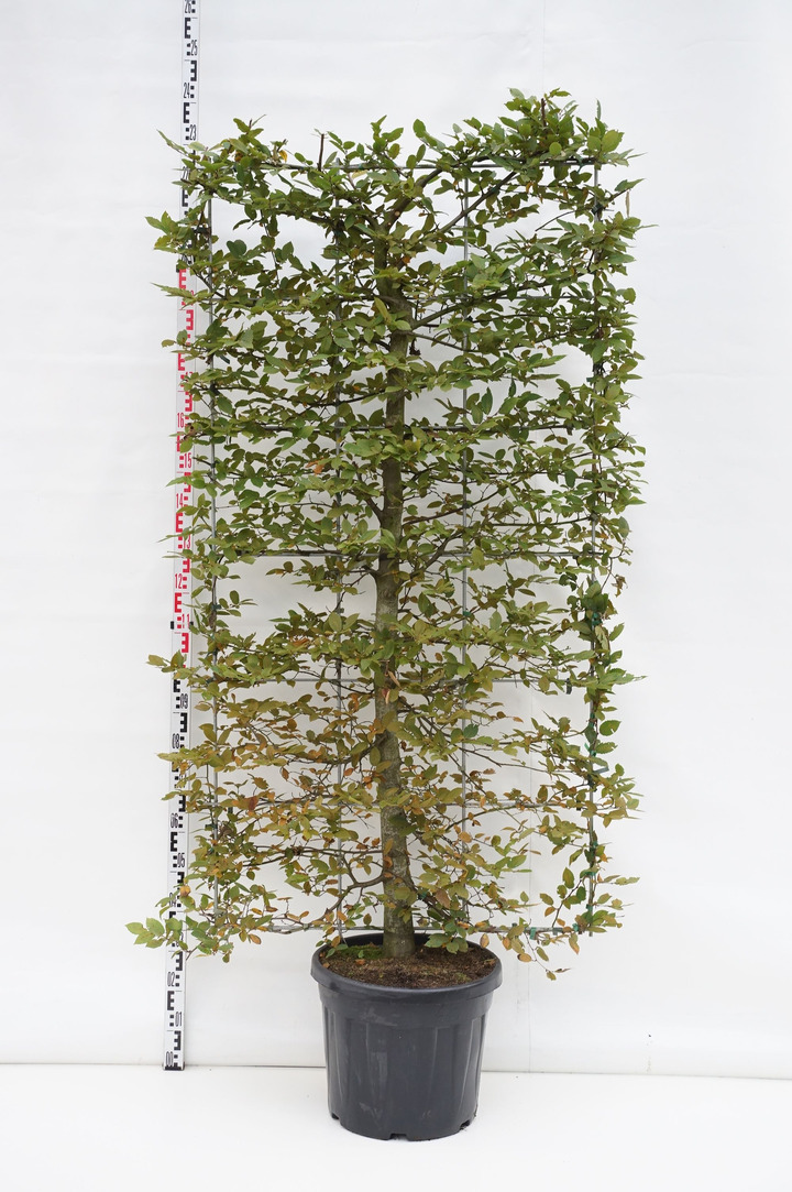 Skroblas paprastasis (Lot Carpinus betulus) C45 ESPALIER