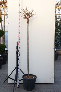 Katalpa paprastoji (Lot Catalpa bungei) C25 STIEBAS 140 CM